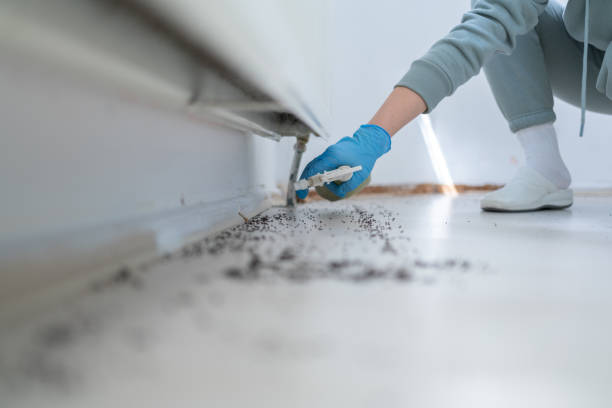 Flea Control Services in Beulaville, NC